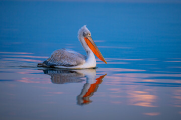 Pelican swims over calm water casting reflection