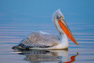 Pelican swims over smooth lake in profile