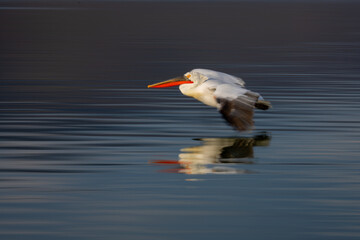 Slow pan of Dalmatian pelican flying low