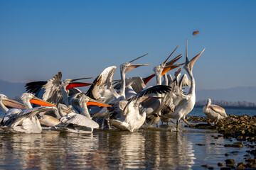 Pelicans stretch to catch fish in shallows