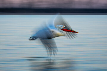Slow pan of Dalmatian pelican above lagoon