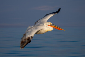 Fototapeta na wymiar Slow pan of pelican banking over lake