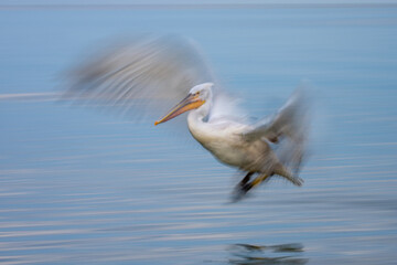 Slow pan of pelican above calm water