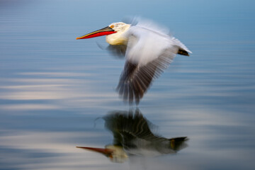 Slow pan of pelican above flat lake