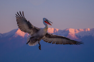 Pelican tries to catch fish by mountains