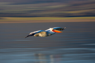 Slow pan of Dalmatian pelican passing lakefront