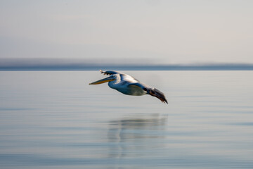 Fototapeta na wymiar Slow pan of pelican crossing blue lagoon