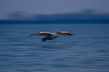 Fototapeta na wymiar Slow pan of pelican crossing blurred lake