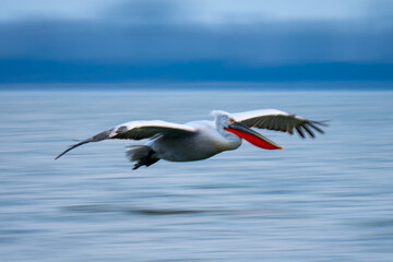 Fototapeta na wymiar Slow pan of pelican crossing blue lake
