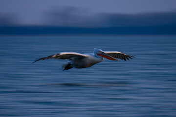 Slow pan of pelican crossing blurred water
