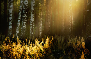 Birch forest and dry golden ears of grass in the soft sunlight in the evening sunset time. Very soft selective focus.
Game of shadow and light