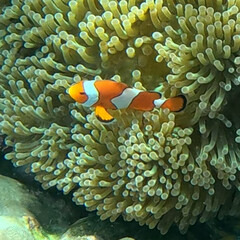 Naklejka na ściany i meble Koh Surin Island in the Andaman sea Thailand teaming with colourful Corel fish clown Fish Memo