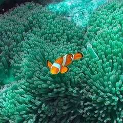 Koh Surin Island in the Andaman sea Thailand teaming with colourful Corel fish clown Fish Memo © Elias Bitar