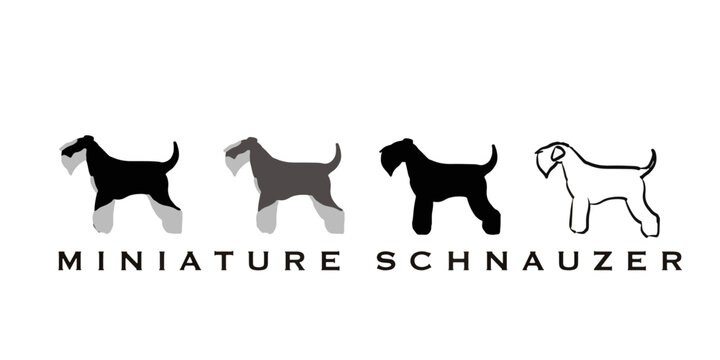 vector miniature schnauzer white, black, pepper and salt, black and silver 