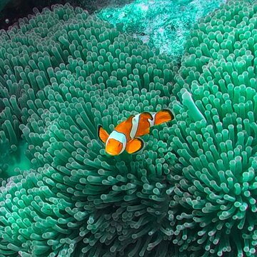Koh Surin Island in the Andaman sea Thailand teaming with colourful Corel fish clown Fish Memo