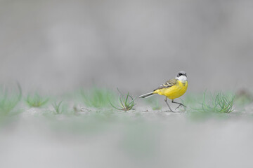 Walking among the tufts of grass, the yellow wagtail (Motacilla flava)
