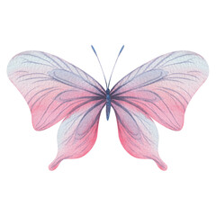 Butterfly are pink, blue, lilac, flying, delicate with wings. Hand drawn watercolor illustration. Isolated element on a white background, for design.