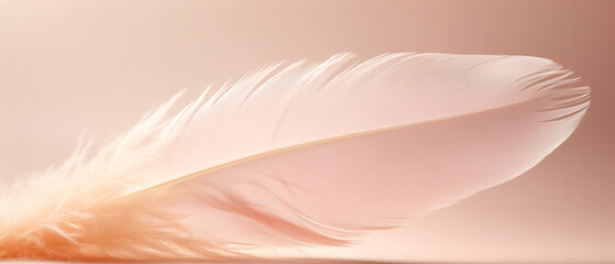 A closeup photo showcasing the intricate details of a delicate feather, evoking a light and airy feel.