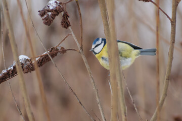 blue tit in the forest 