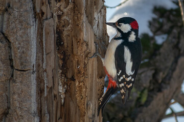 spotted woodpecker in the wood