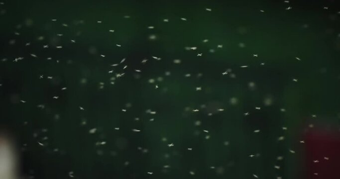 Insects swarm mosquitoes fly in the rays of light. at the setting sun, slow motion