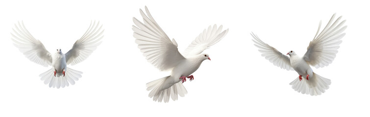 Set of Freedom and peace, this image features an elegant white dove in graceful flight, symbolizing purity and liberty. The bird embodies the beauty of unbridled freedom and celestial serenity. - obrazy, fototapety, plakaty