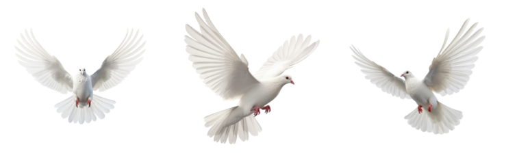 Set of Freedom and peace, this image features an elegant white dove in graceful flight, symbolizing purity and liberty. The bird embodies the beauty of unbridled freedom and celestial serenity.