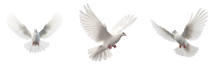 Tuinposter Set of Freedom and peace, this image features an elegant white dove in graceful flight, symbolizing purity and liberty. The bird embodies the beauty of unbridled freedom and celestial serenity. © Mongkol