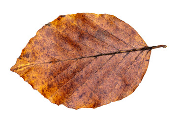 a single autumn leaf of beech