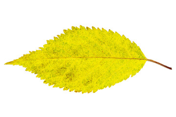 a single autumn leaf of elm