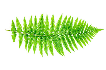 a single green leaf of fern - obrazy, fototapety, plakaty