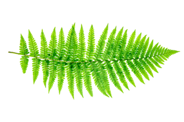 a single green leaf of fern