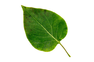 a single green leaf of apple