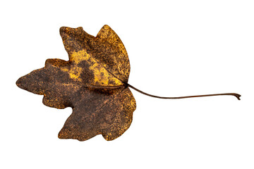 a single autumn leaf of maple