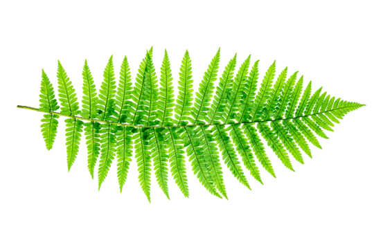 a single green leaf of fern
