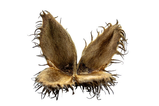 a single brown beechnut