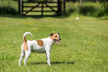 7-year-old Danish-Swedish farm dog in countryside of Öland in Sweden. This breed, which originates from Denmark and southern Sweden is lively and friendly.