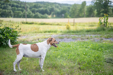Fototapeta premium 11-year-old Danish-Swedish farm dog. This breed, which originates from Denmark and southern Sweden is lively and friendly.