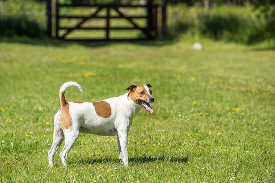 7-year-old Danish-Swedish farm dog in countryside of &Ouml;land in Sweden. This breed, which originates from Denmark and southern Sweden is lively and friendly.