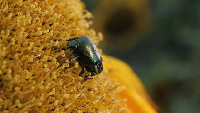 A harmful may beetle sits on a sunflower in an agricultural field. Macro shooting