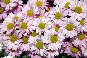 Closeup of a bed of pink and yellow Florists' Chrysanthemum blooms, Singapore
