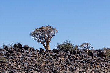 Quiver Trees amongst the Dolorite Volcanic rocks 