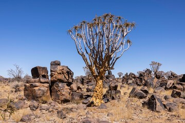 Quiver Trees amongst the Dolorite Volcanic rocks 