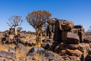 Quiver Trees amongst the Dolorite Volcanic rocks 