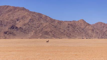 A Lone Oryx wlaks through the dry arid grassland of the Namibian desert