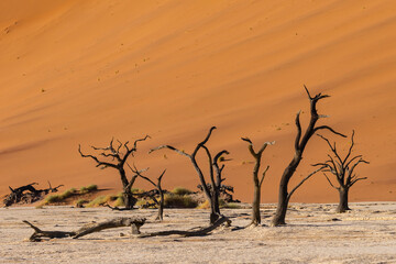 Fototapeta na wymiar The dry desert landscape of the Dead Vlei area in the Namibian desert with it's dried Camel thorn trees