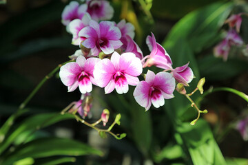 Macro image of sunlit dark and pale pink Dendrobium blooms, Singapore 
