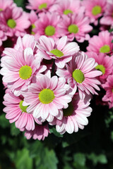 Patch of pink Florists' Chrysanthemum blooms, Singapore
