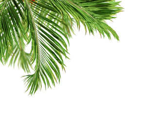 Close up palm tree isolated on white