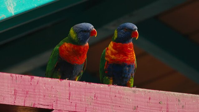 perroquet magnifique guadeloupe